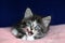 A small Norwegian kitten tabby gray black and white In lying position that licks mustache on pink cushion and blue background