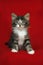 A small Norwegian kitten tabby gray black and white in sitting position with look down on a red background