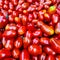 Small oblong cherry tomatoes. Background of ripe tomatoes. Harvest.