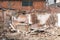 Small old and abandoned house demolished of the earthquake destruction closeup