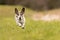 Small old dog runs and flies over a green meadow in spring - Jack Russell Terrier Hound