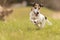 Small old dog runs and flies over a green meadow in spring - Jack Russell Terrier Hound