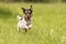 Small old dog runs and flies over a green meadow in spring - Jack Russell Terrier Hound