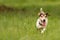 Small old dog runs and over a green meadow in spring - Jack Russell Terrier doggy10 years old