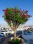Small Oleander tree