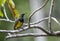 Small olive backed sunbird hanging on branch tree. beauty tiny bird yellow and blue color in garden