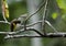 Small olive backed sunbird preen hanging on branch tree. beauty tiny bird yellow and blue color in garden