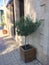 Small olive tree grows in a pot near doorâ€™s house in Greece.