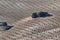 Small olive trees growing in intensive crop fields