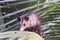 Small opossum on a palm tree