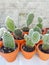 Small opuntia microdasys cactuses, commonly known as bunny ears cactus, propagated in terracotta pots