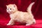 A small orange British kitten stands on four legs in front of the camera