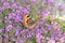 Small orange brown butterfly on a carpet of purple flowers . Relaxing Butterfly little fox in interesting farb sceme . Deep Purple