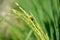 The small orange bug insect on the green paddy plant grains.