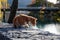 Small orange cat gazing into river water from the concrete border