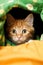 A small orange cat peeking out from under a blanket, AI