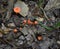 Small Orange Cinnabar Chanterelle Fungi