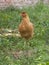 A small orange, crested chicken. Chicken in nature