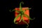 Small orange cute gift box with green cananga flower decoration on black background. Copy space for your text or design.