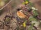 Small orange European stonechat bird perched on a thorny plant