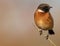 Small orange European stonechat bird on a thin branch