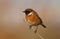 Small orange European stonechat bird on a thin branch