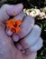 Small orange flower between fingers in hand.