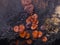Small orange fungus eyelash cup, Molly eye-winker, Scutellinia scutellata, on old wet wood macro, selective focus