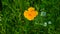Small orange garden Poppy, Papaver, blossom at flowerbed macro, selective focus, shallow DOF