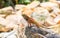 Small orange iguana lizard on hot sunny stone. Orange lizard on ground. Brown iguana in wild nature.