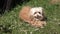 Small orange long haired nice dog lies on the green grass and turns his head.