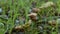 Small orange mushroom Rickenella fibula growing in the moss.