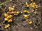 Small orange mushrooms chanterelles appeared out of the ground