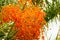 Small orange palm seeds and green leaves on tree