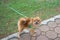 small orange pomeranian dog