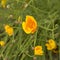 Small Orange Poppy.