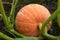 A small orange pumpkin laying on a ground in its natural environment. Close up. Horizontal orientation