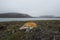 A small orange stone on the empty seacoast in the Arctic