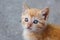 Small orange tabby kitten with mesmerizing colorful eyes looking past camera