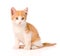 Small orange tabby kitten on white background