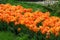 Small orange terry tulips in the park