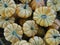 Small orange and white speckled pumpkins