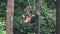 Small Orangutan Pongo pygmaeus Hanging on Liana. Endangered Endemic Borneo Animal