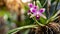 Small orchid in garden. Beautiful blooming flower
