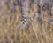 Small ordinary oatmeal perched on a dry plant with a barren landscape visible in the background