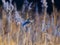 Small ordinary oatmeal perched on the reed at daytime