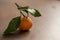 Small organic tangerine with leaves on wood table