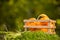 Small ornamental pumpkins