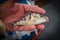 Small orthopristis chrysoptera fish on the palm of a hand of a person