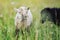 Small ouessant or Ushant sheep lamb grazing on dandelion stalks, another black blurred animal in foreground near